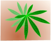 大麻