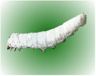シルク 蚕